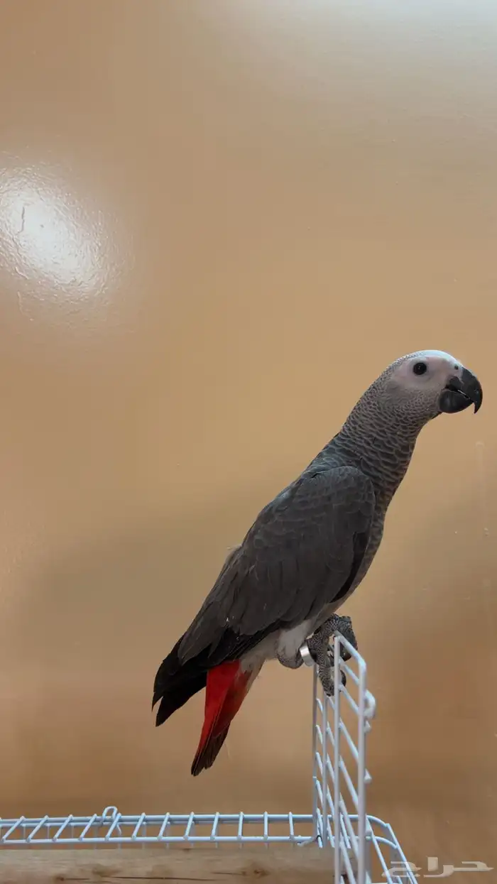 فرخين كاسكو 0