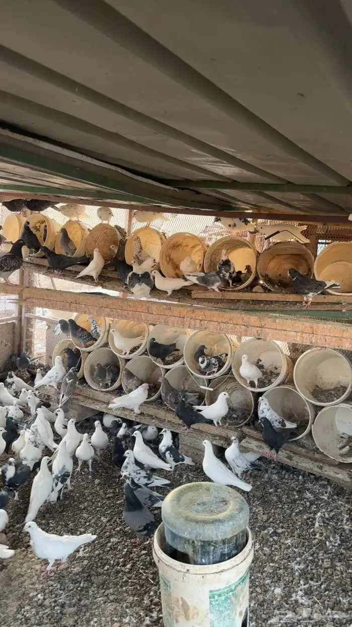 حمام بلدي نظيف 1