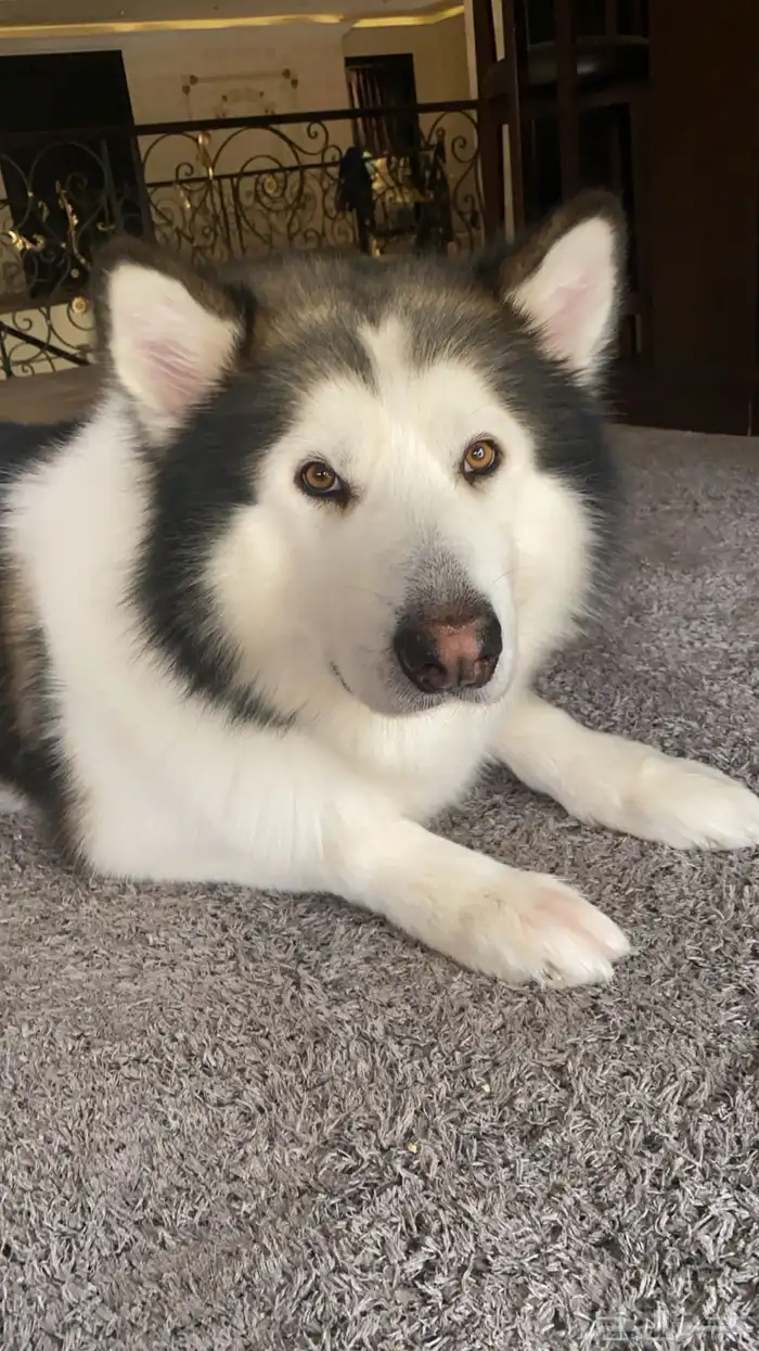 كلب هسكي ضايع بحطين يوجد مكافأة مالية 7