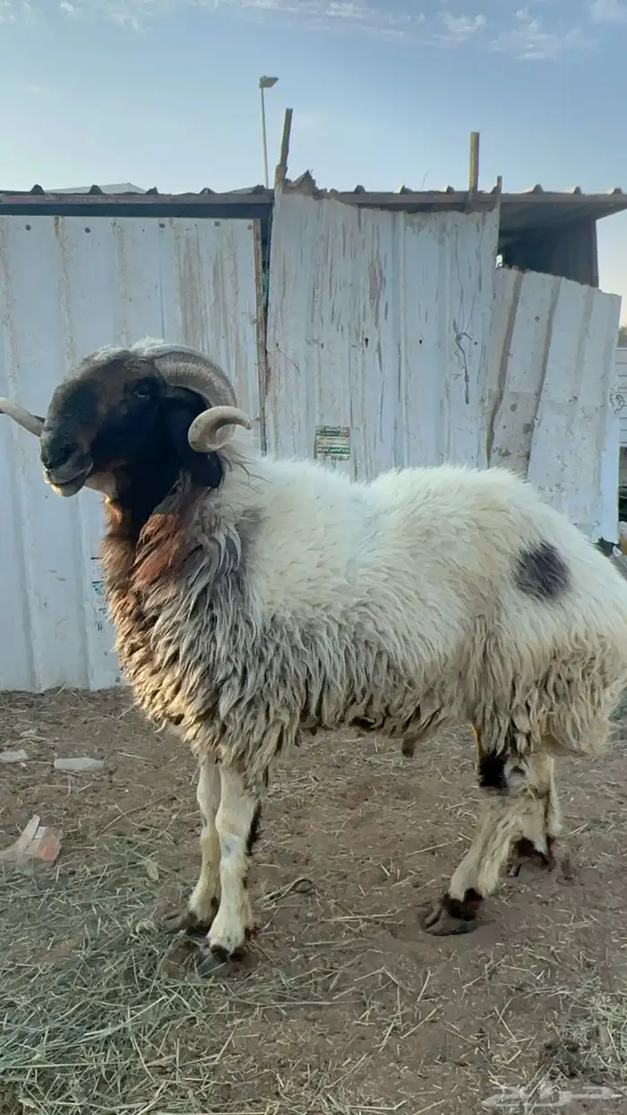 فحل نعيمي مشروط 0