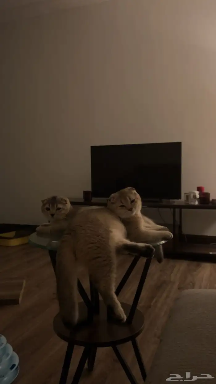 قطط سكوتش فولد للبيع 3