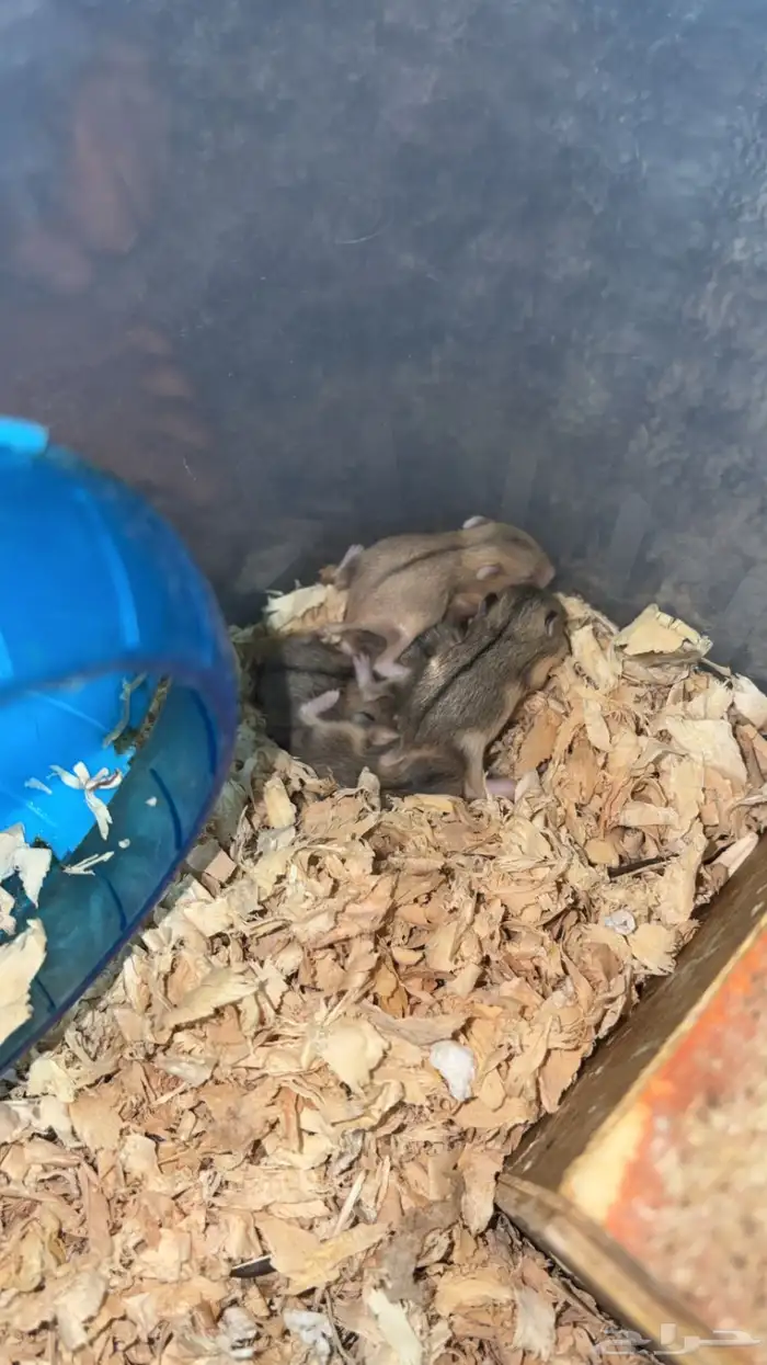 همستر للبيع 1