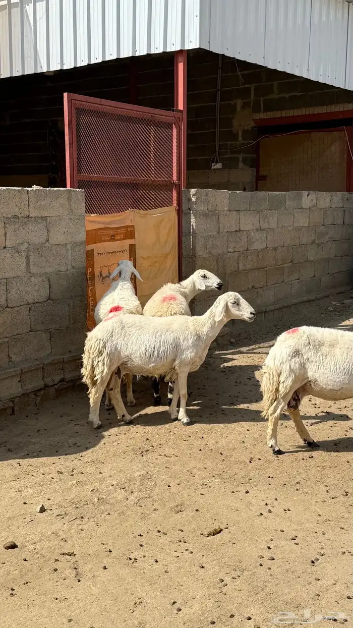 للبيع غنم حريات مراح واحد 10