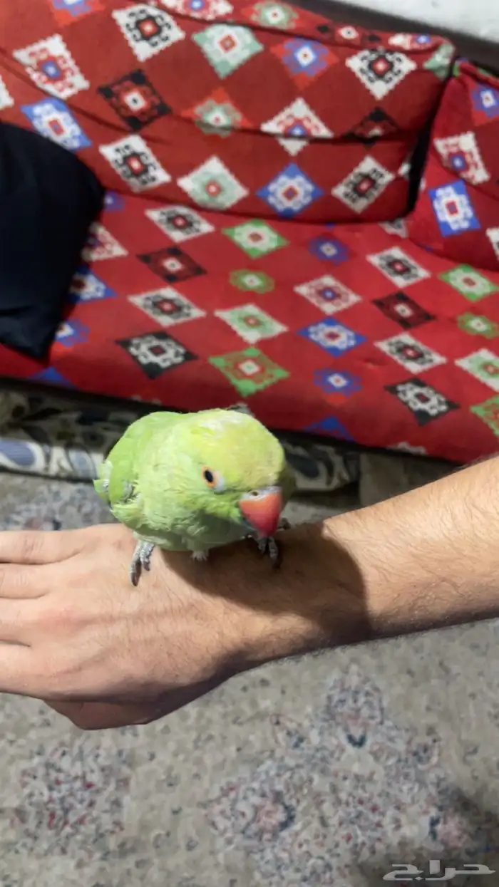 ببغاء درة الليف 6