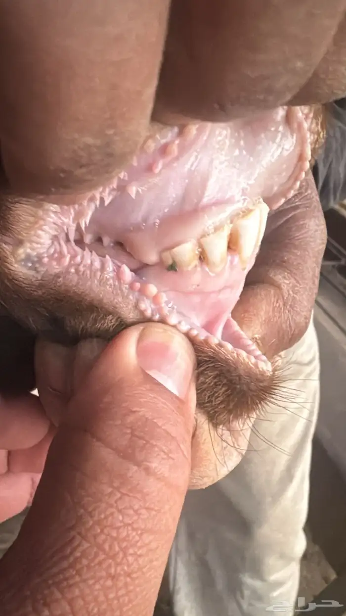 تيس سديس احص مشروط 3