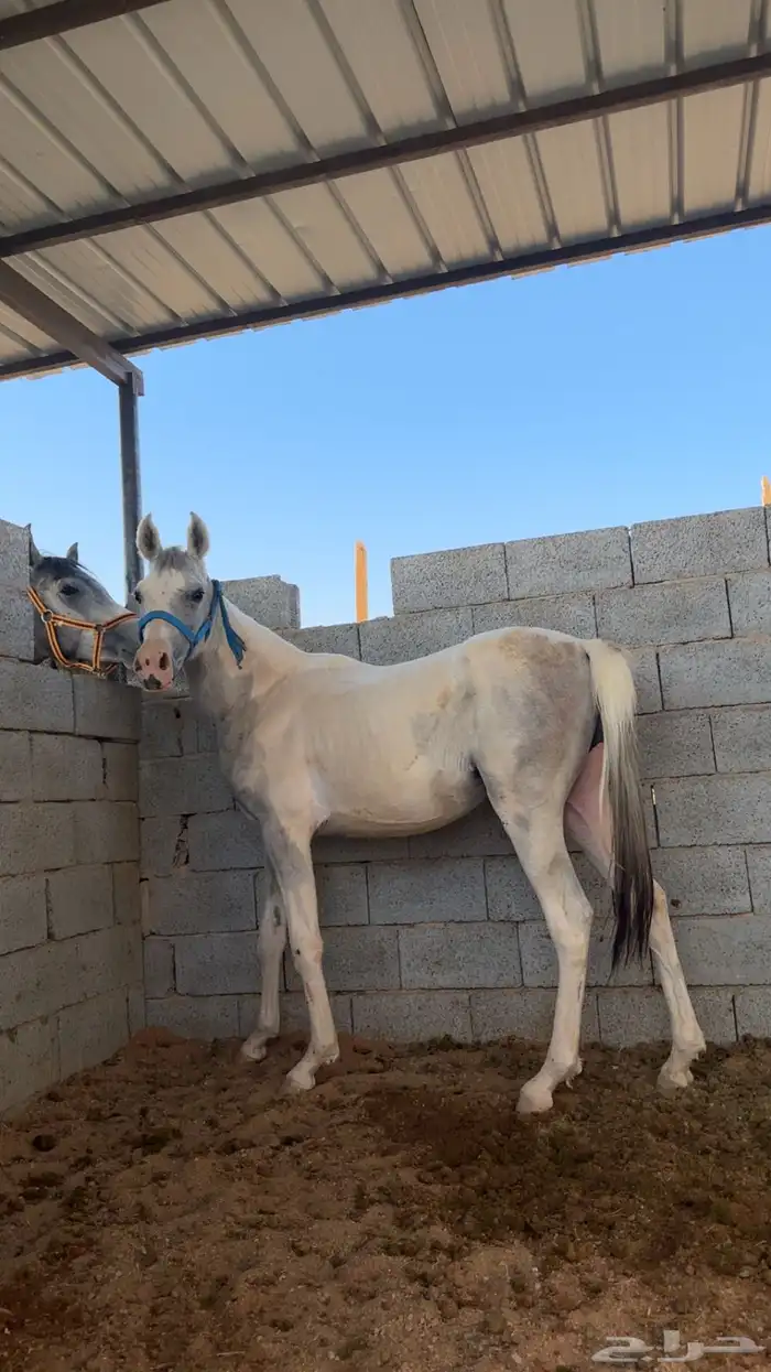 مهره شعبيه 0