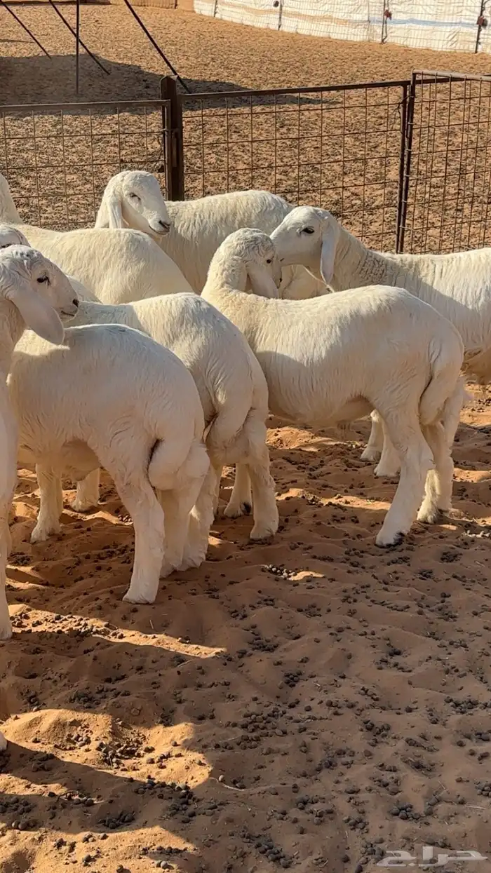 بهم حري هرافي 5