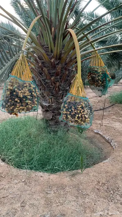 مررعه نخل للإيجار 0