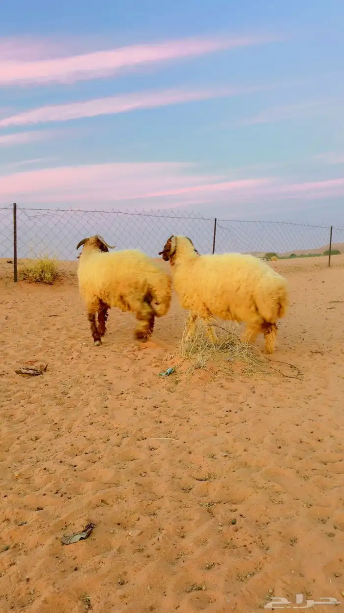 نعيم جذعان جبره 7