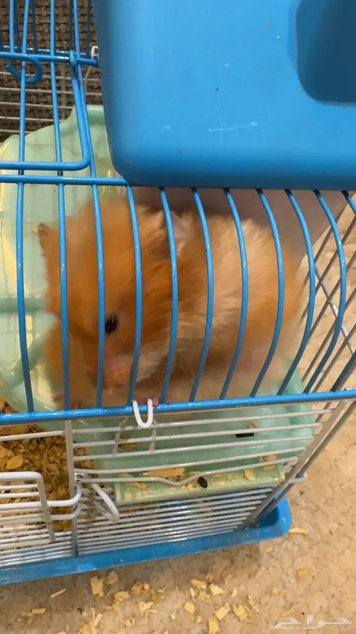 هامستر للبيع النوع ماعرفه 0