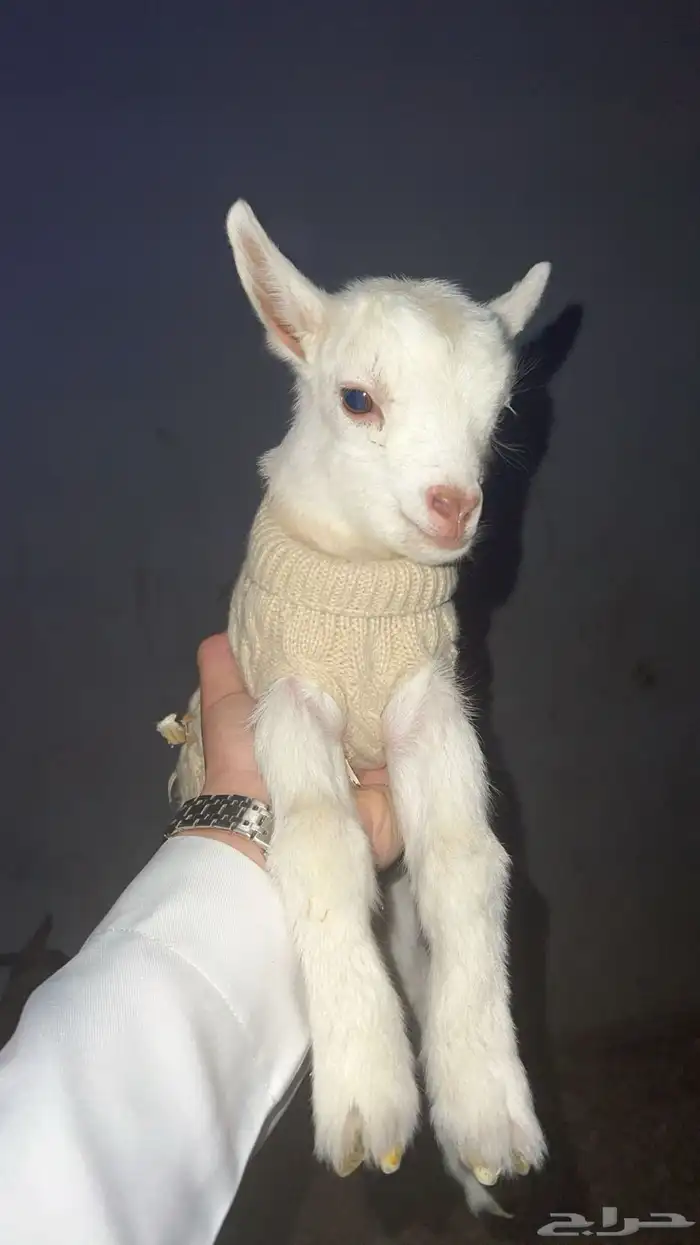 ماعز القزم 3