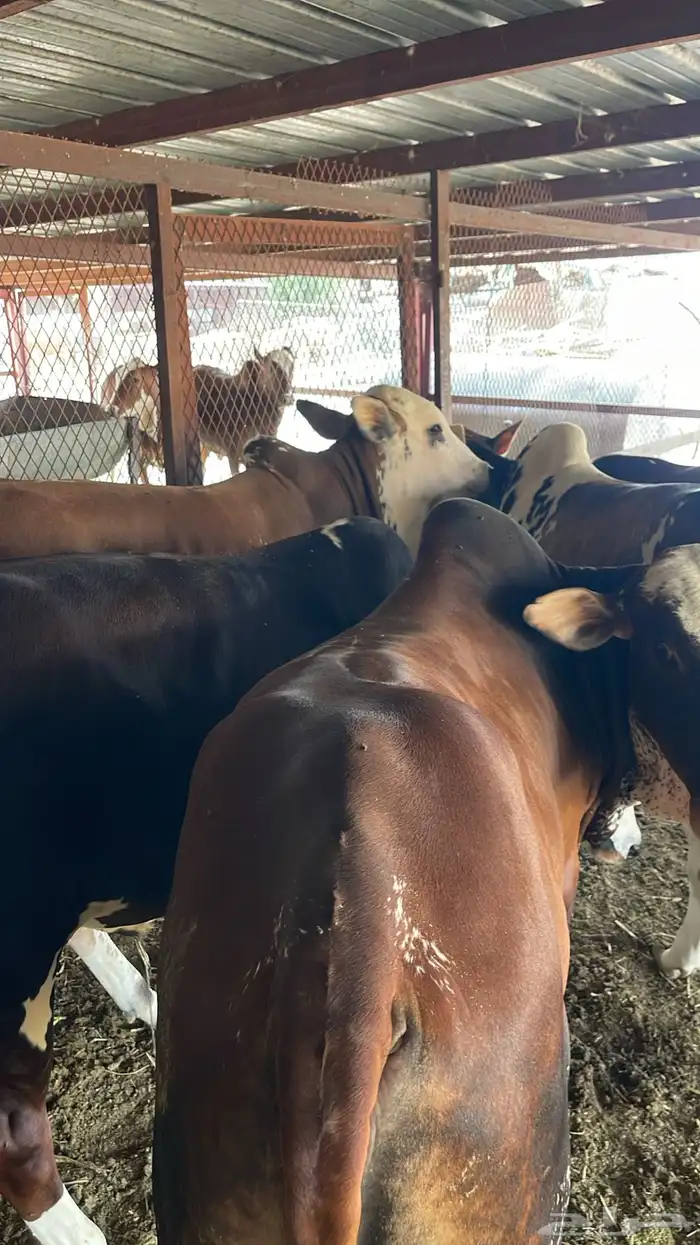 حسلان للبيع 0