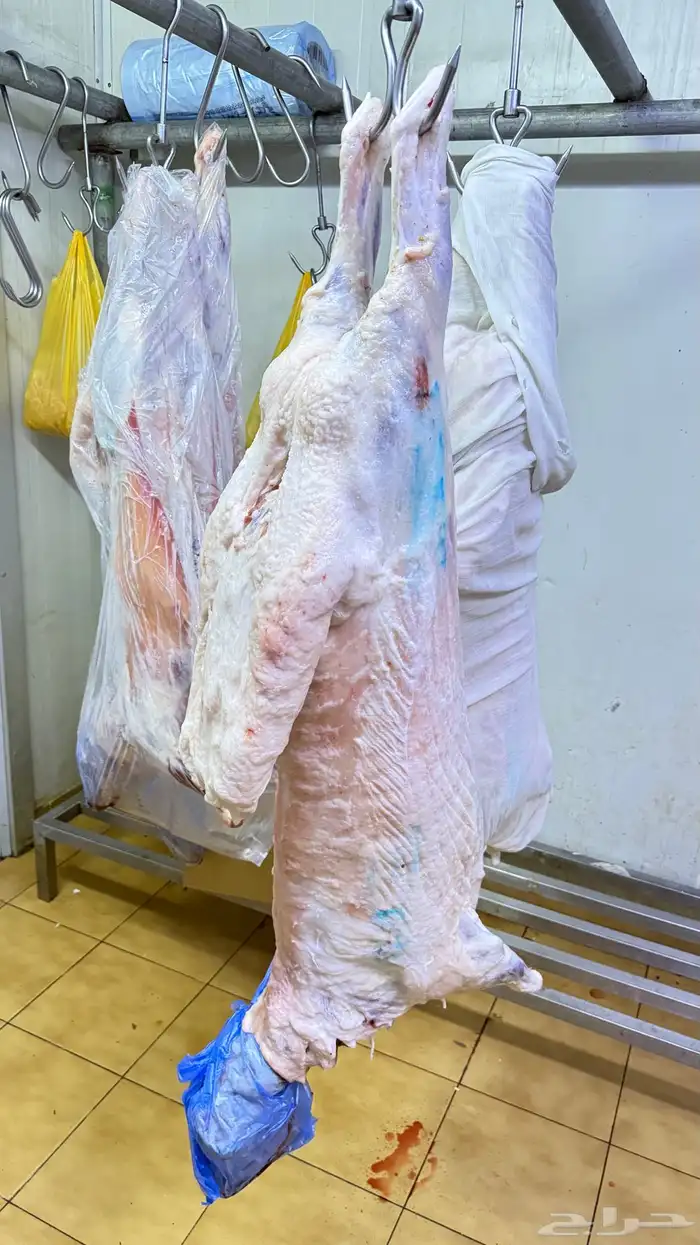 خرفان نعيمي هرافي وجبر بأسعار منافسه 3