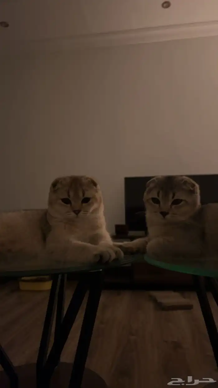 قطط سكوتش فولد للبيع 0