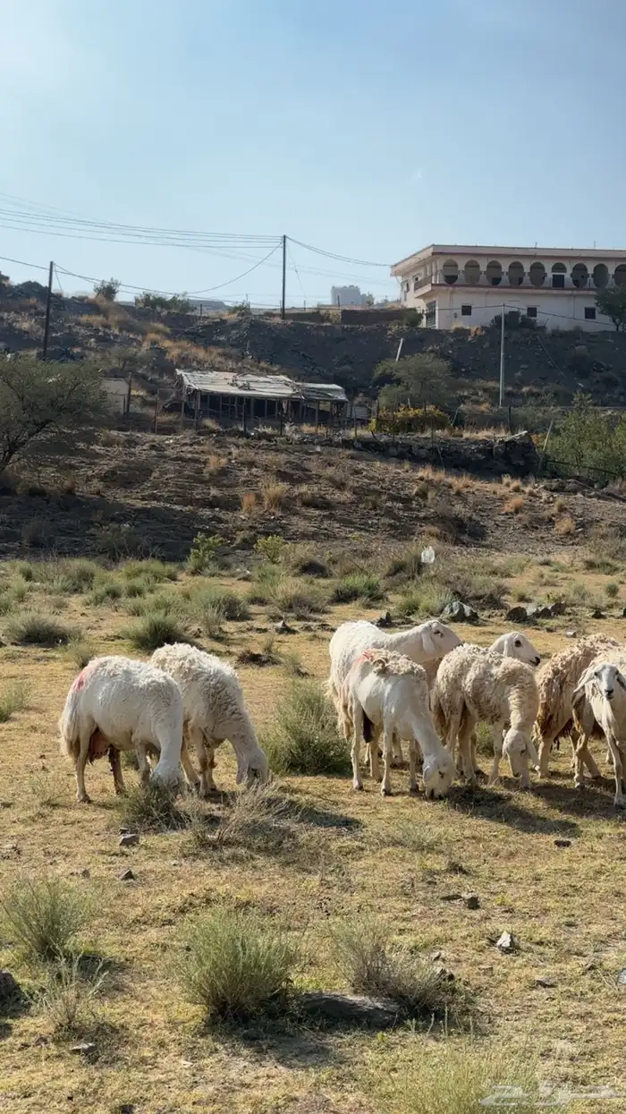 ضان مقاني رخال صنف حرش وجروم 8