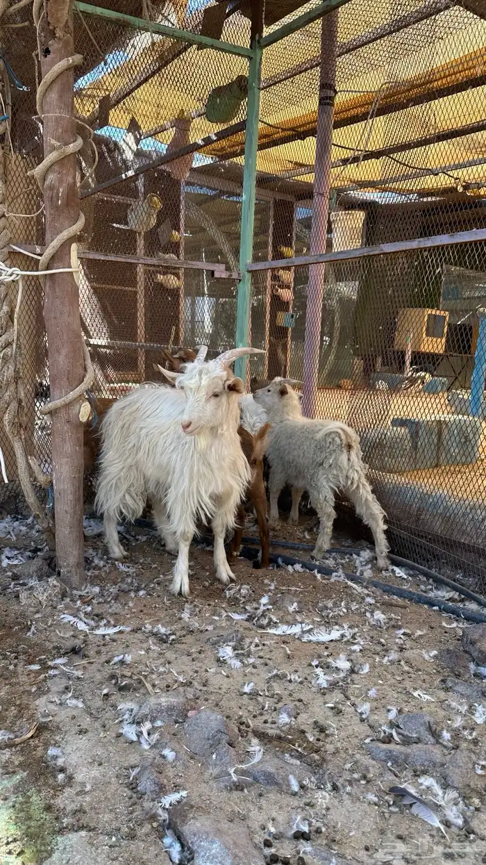 تيوس للبيع 7