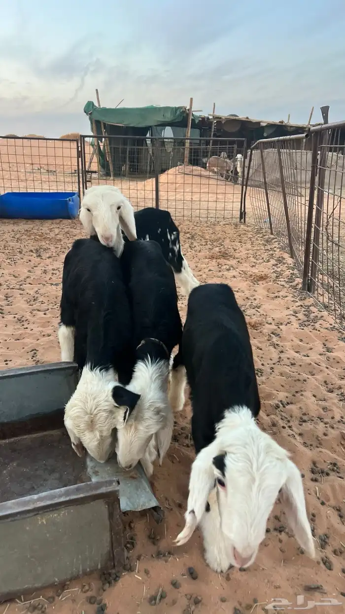 دواغير نجد 2