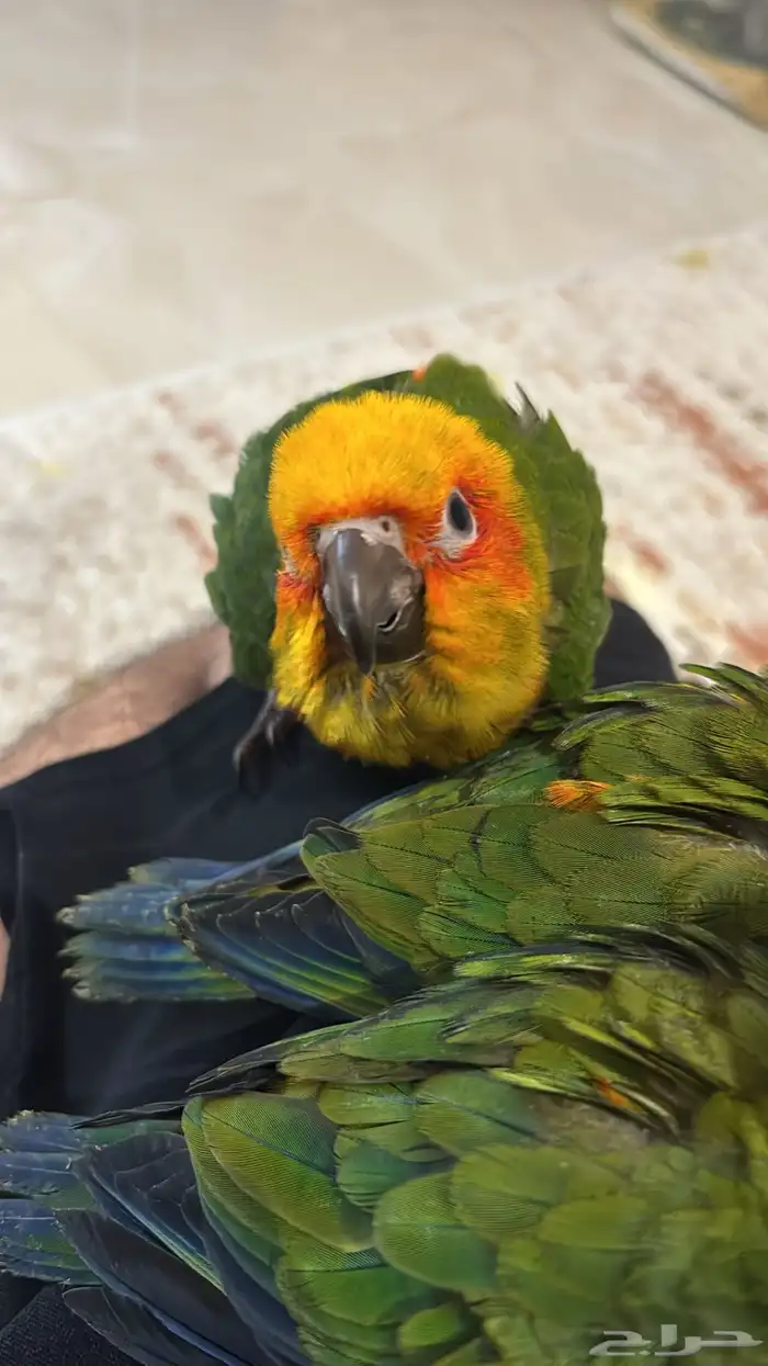 فرخين صن كنيور 0