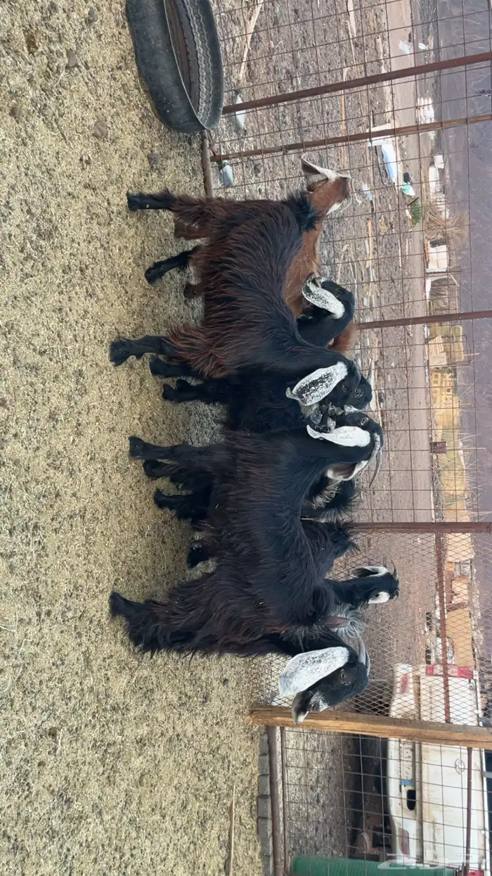 جفار طيبات وفل شحم مقفلات (تم البيع) 0