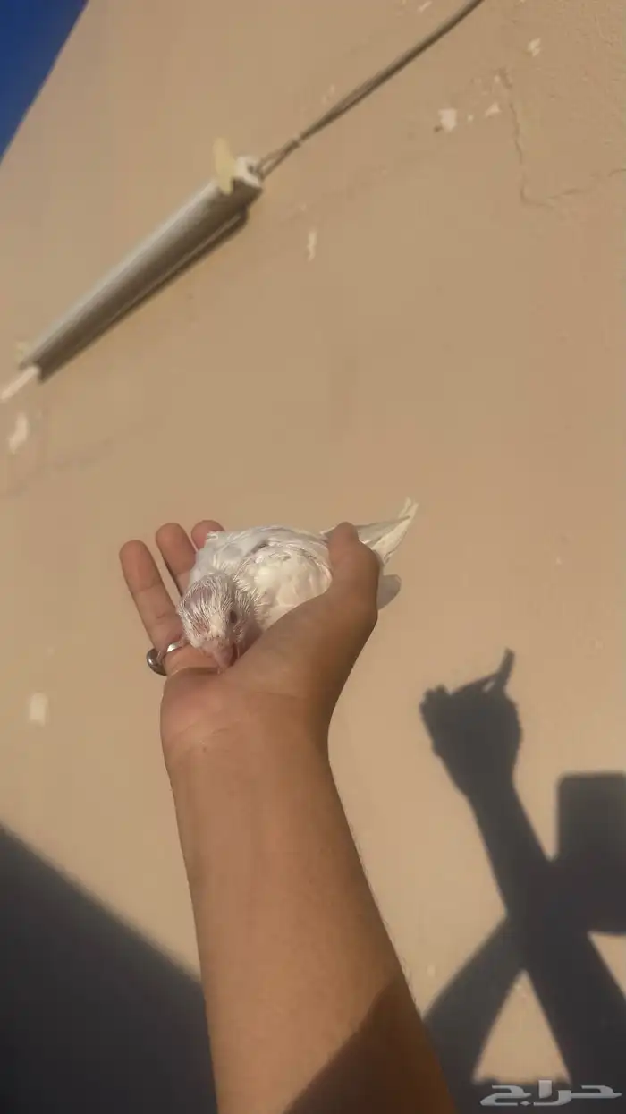 كروان البينو 3