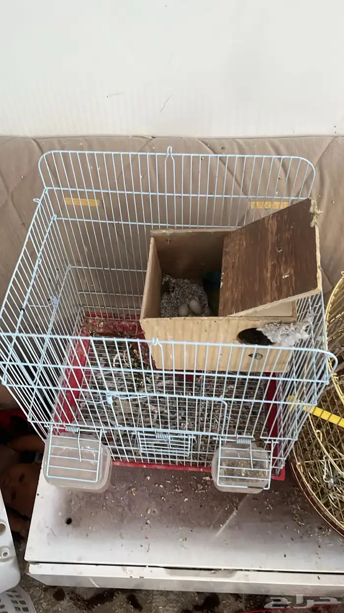 جوز روز روز 1