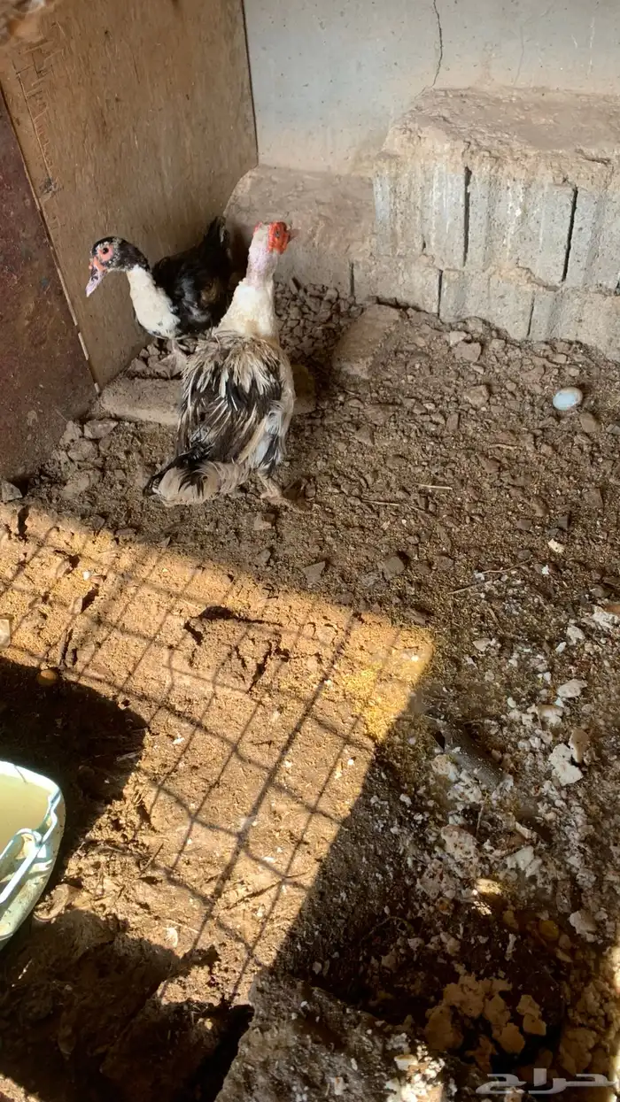 بط مصري منتج 2