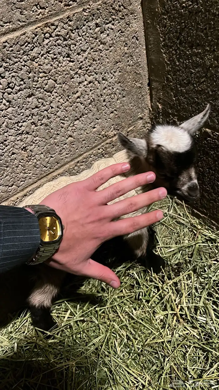 ماعز القزم 12