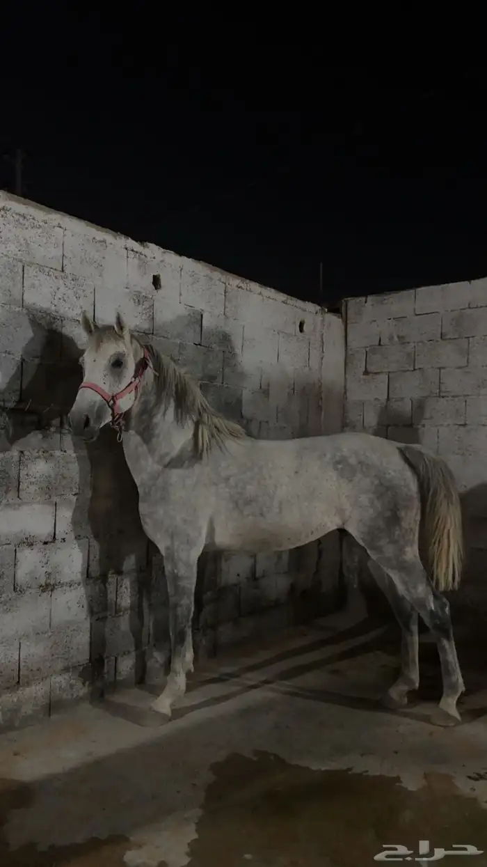 حصان جزيري شعبي 1