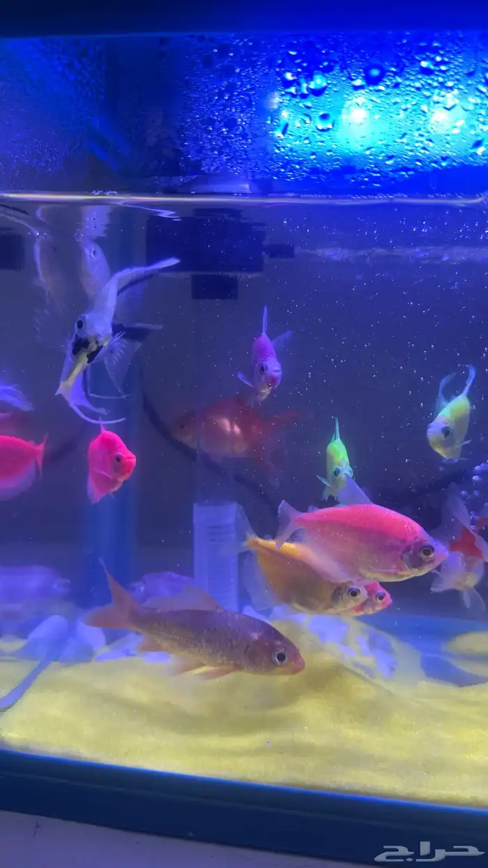 احواض بفلتر مع سمك زينه 1