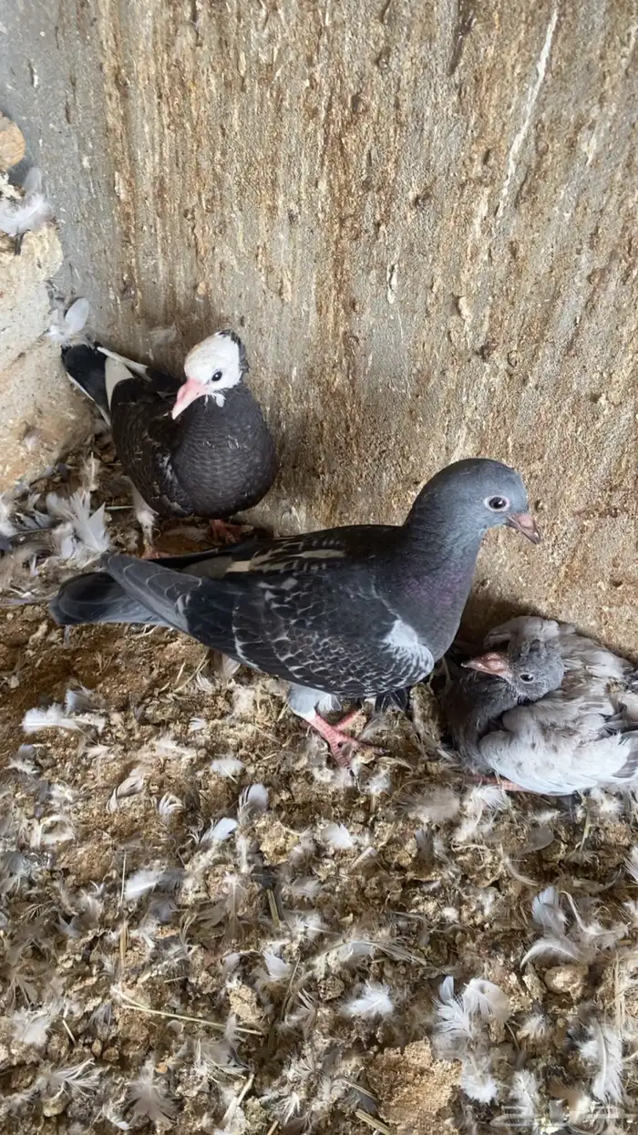 فراخة( حية)فرنسي زاجل وهندي ونجد العدد10 جواز 20 جوز 30 جوز 8