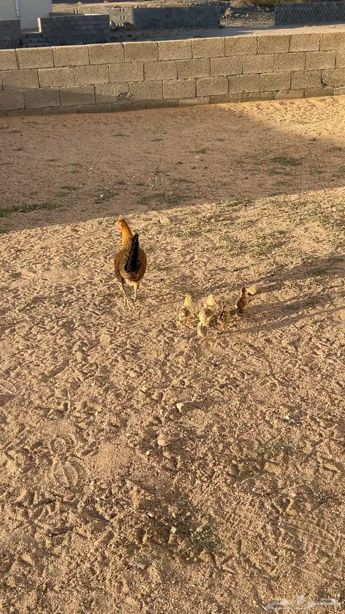 دجاجه عربيه اصيل مفرخه 3