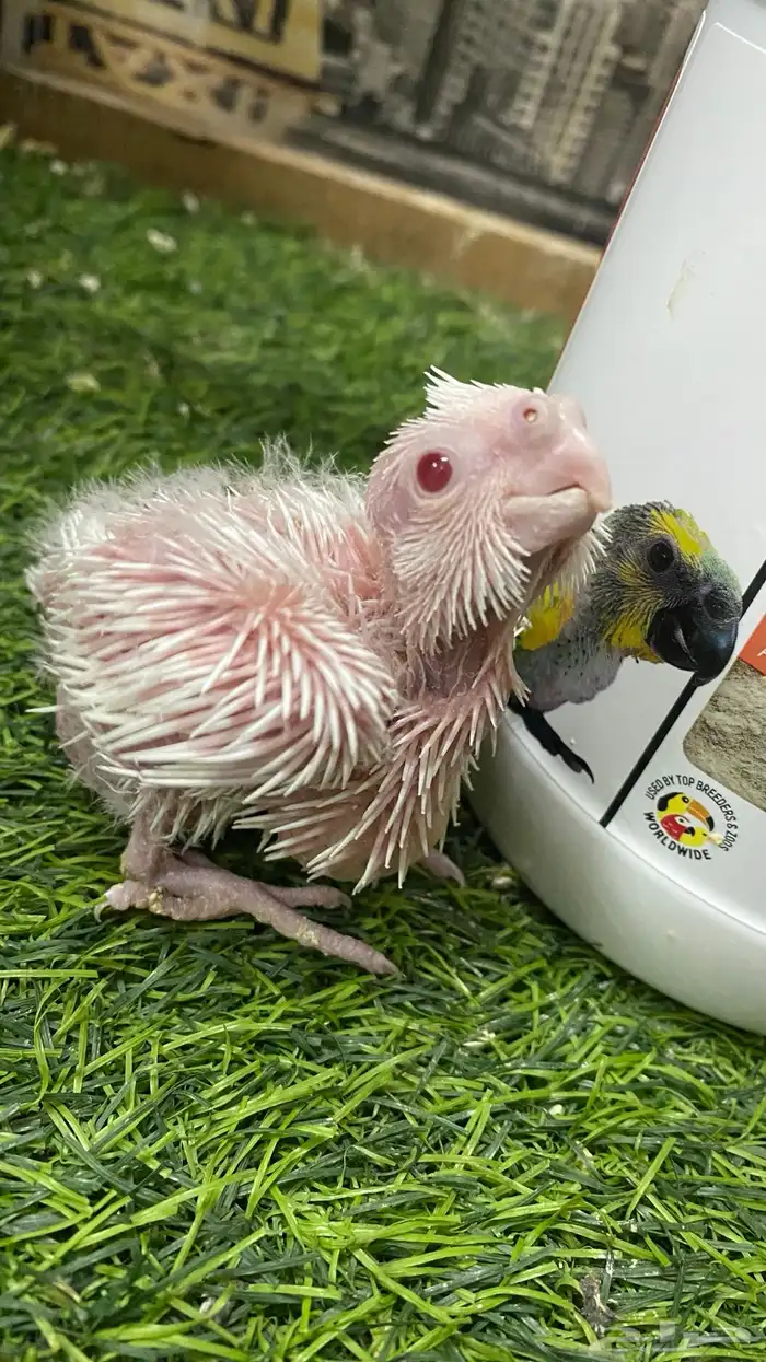 كروان البينو عيون جمر 0