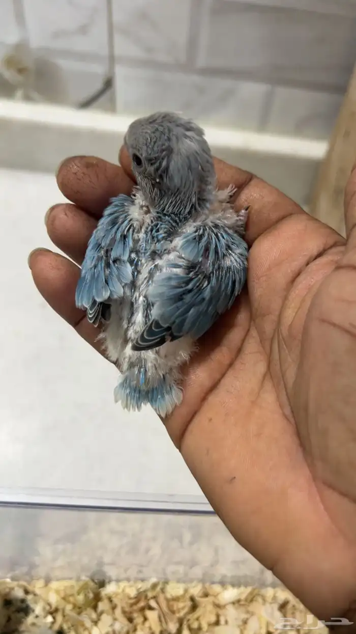 فروز روز غر 4