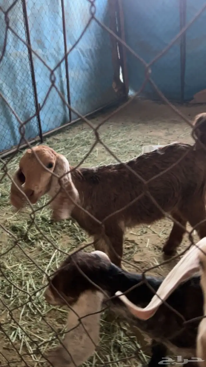 عنزين تحتها عناقين السن رباع والديد والصحه شرط 3