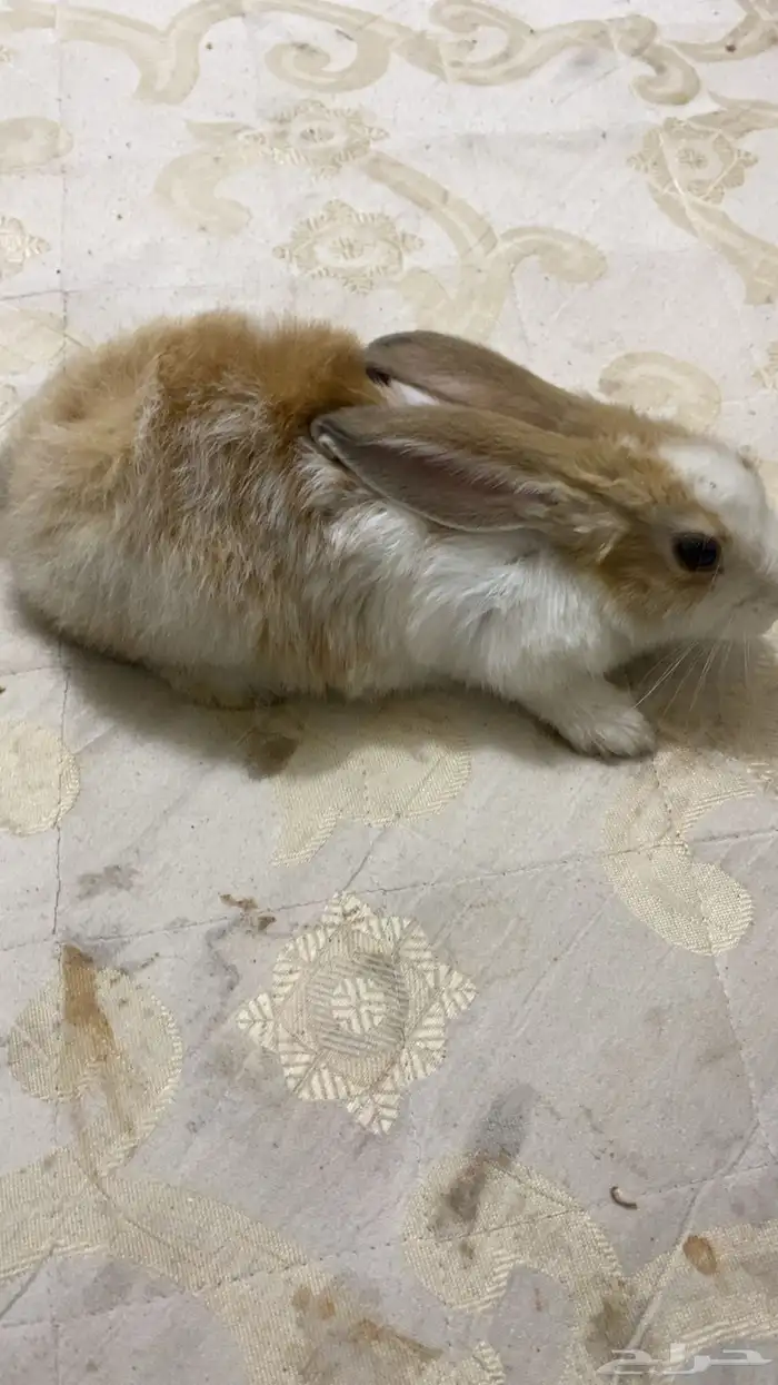 ارنب اليف يصلح للصغار ويحب اللعب 2