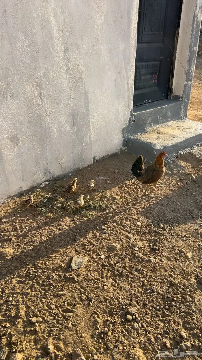 دجاجه عربيه اصيل مفرخه 1