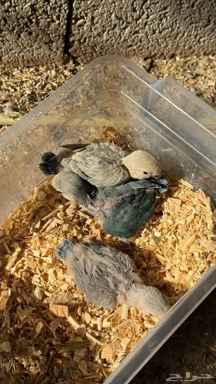 للبيع فروخ روز 1