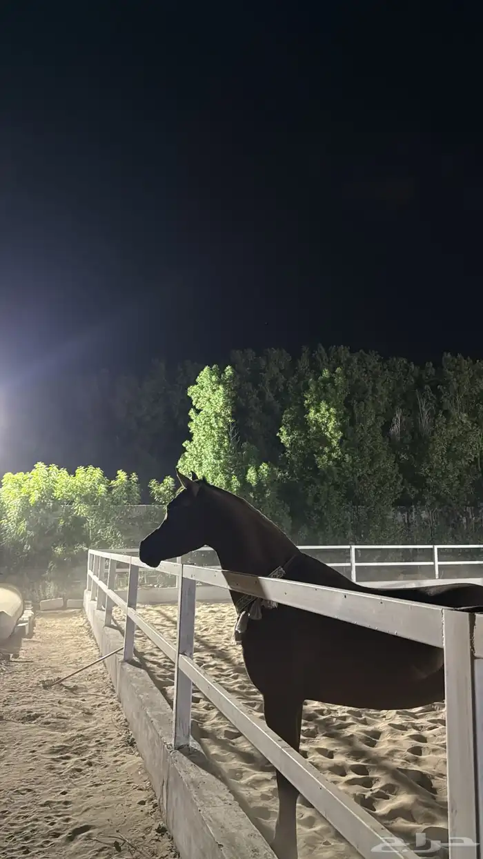 حصان شيخ وصغير بعمره 3