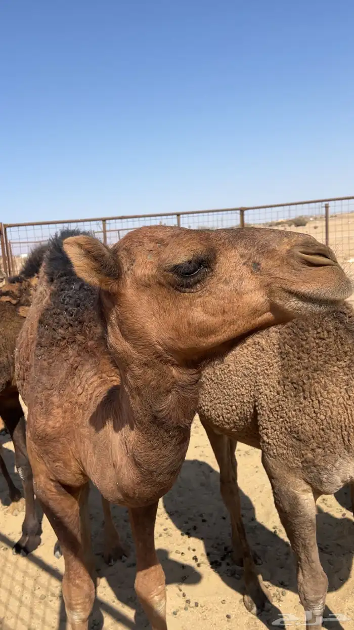 قعود احمر لون وغارب مشروع فحل 3