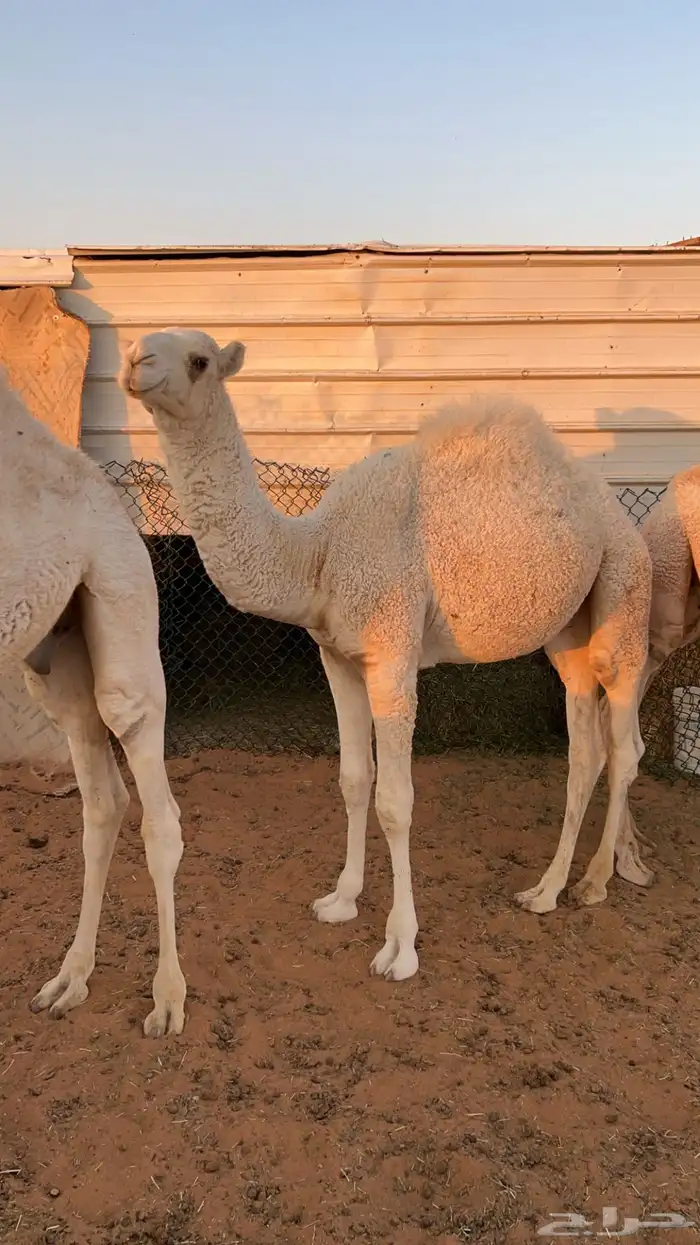 للبيع قعدان العدد 3 طيبات فل شحم ونضاف 2