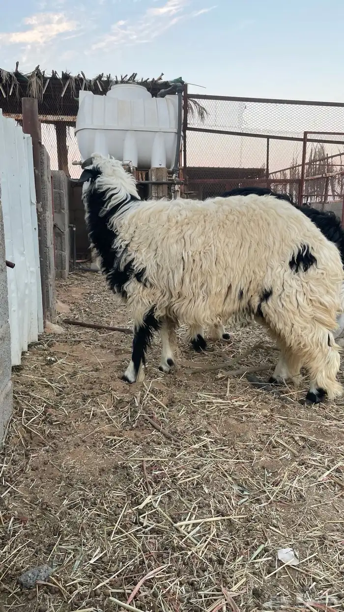 جذعان نجدية 4