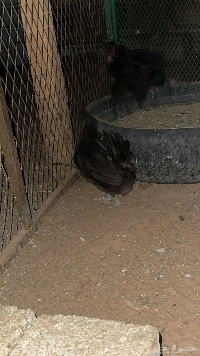 دجاج حبحب طقمين كل طقم مكون من دجاجتين وديك 0