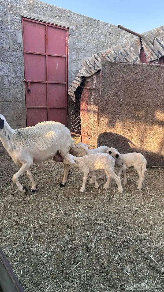 متابيع صفر صنف 10