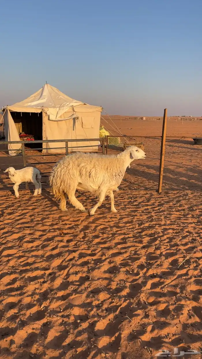 غنم حرش صنف 2