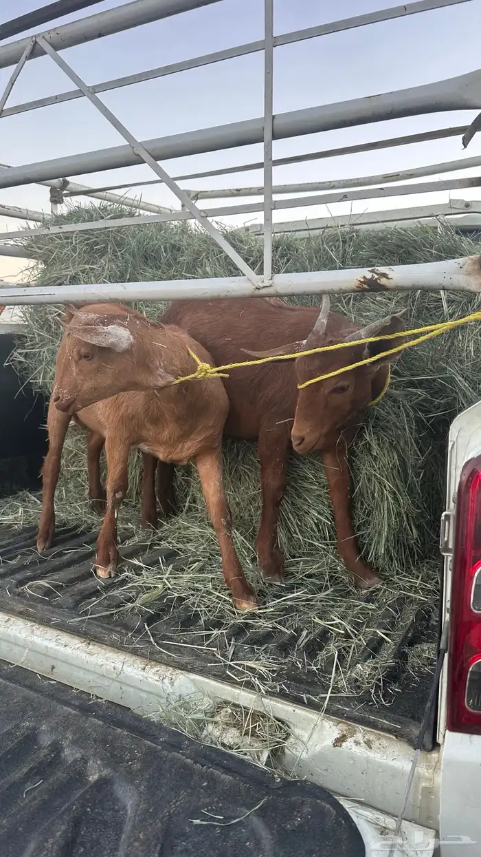 تيوس للبيع 0