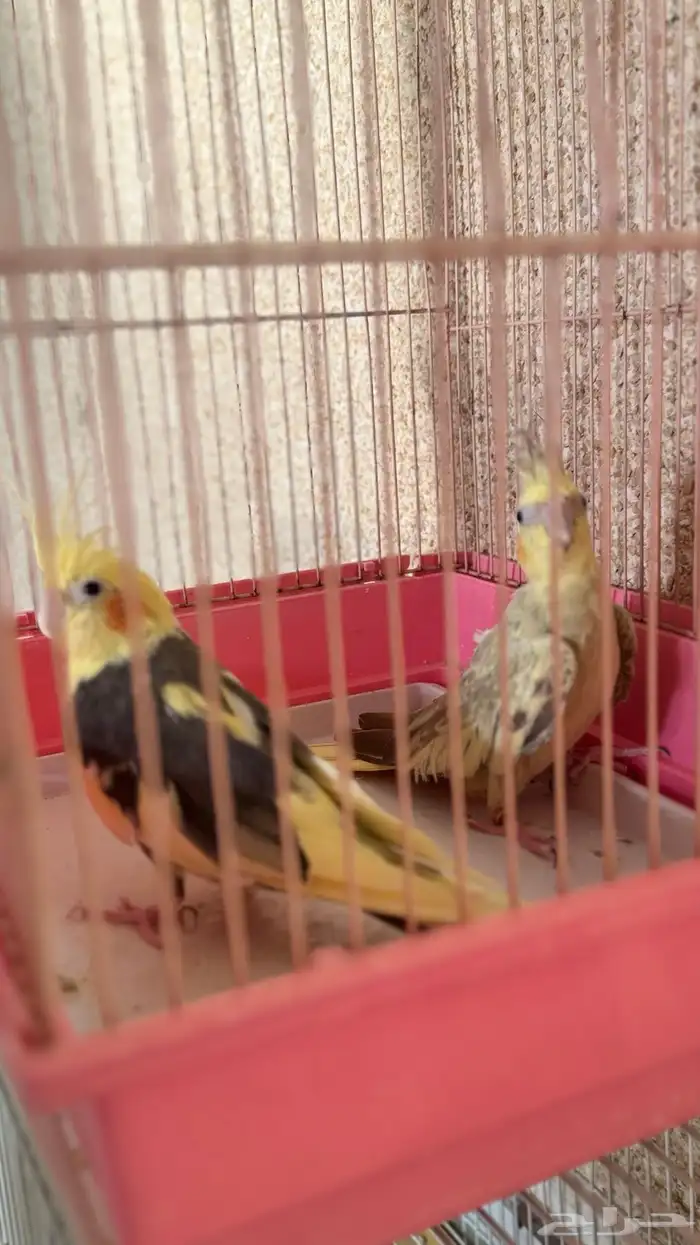 جوز كروان باكستاني منتج 0