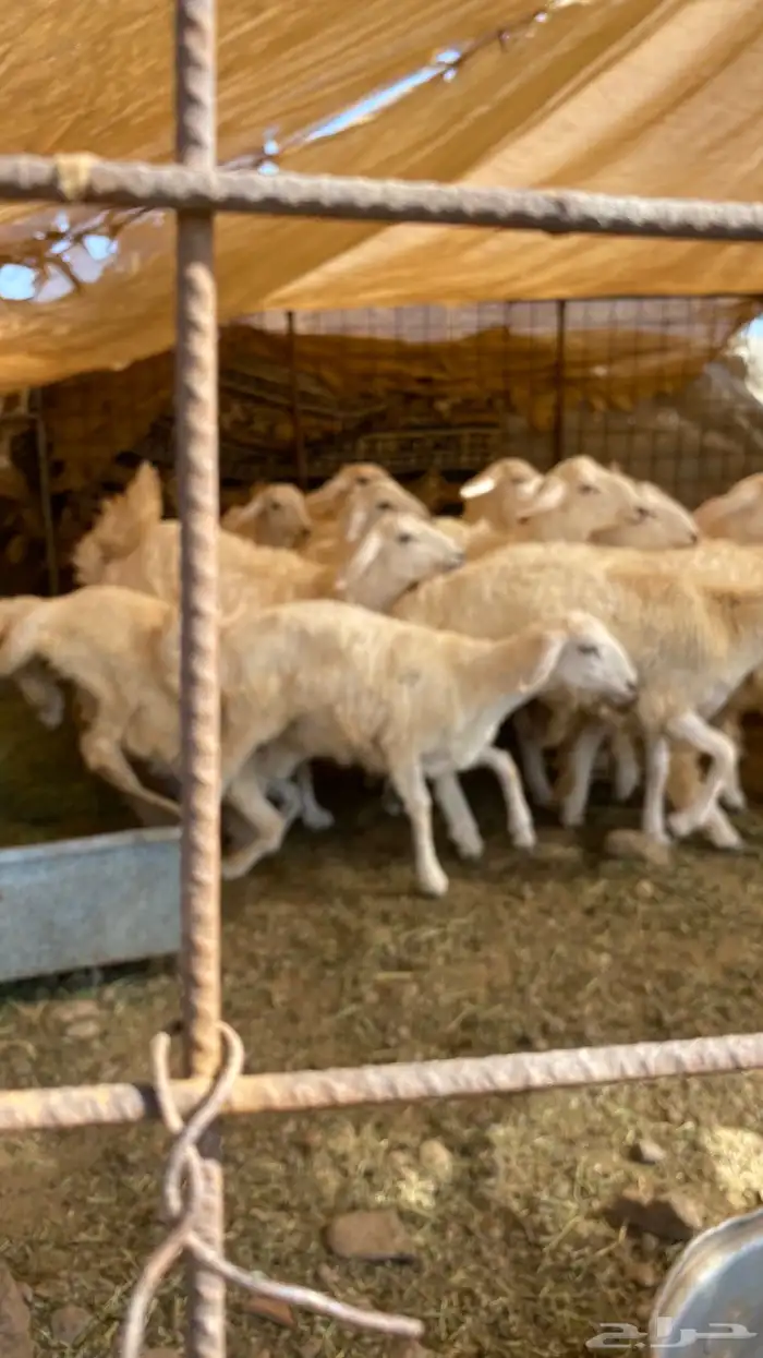 العدد عشرين 14رخال والباقي طليان العمر سته اشهر 3