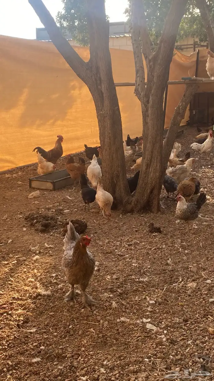دجاج بلدي وديكه 3