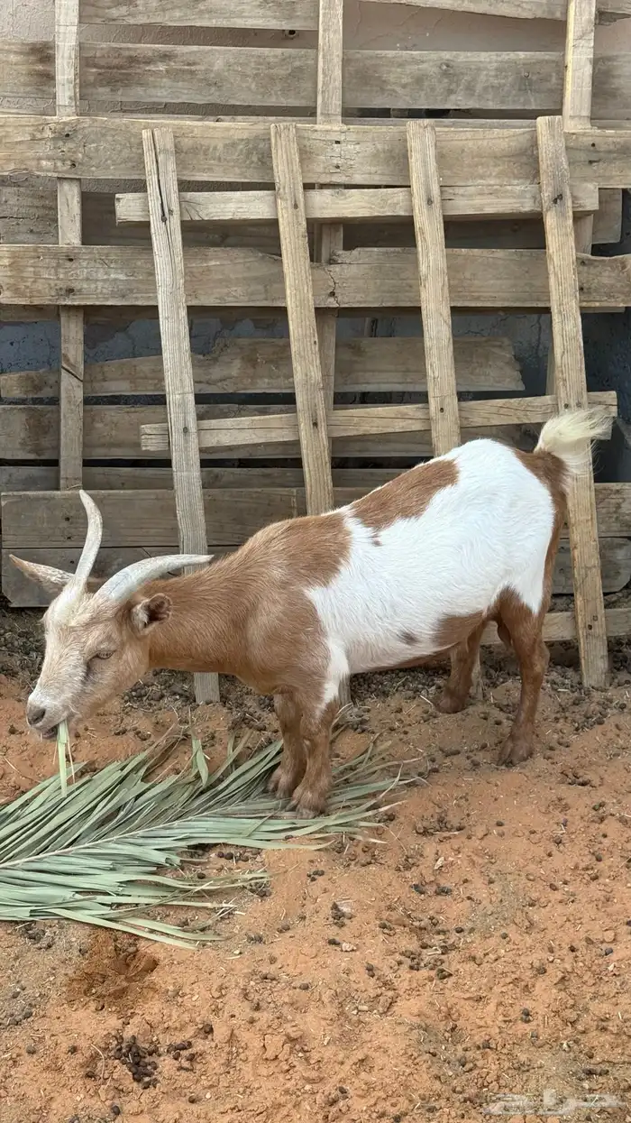 ماعز قزم للبيع العدد 6 2