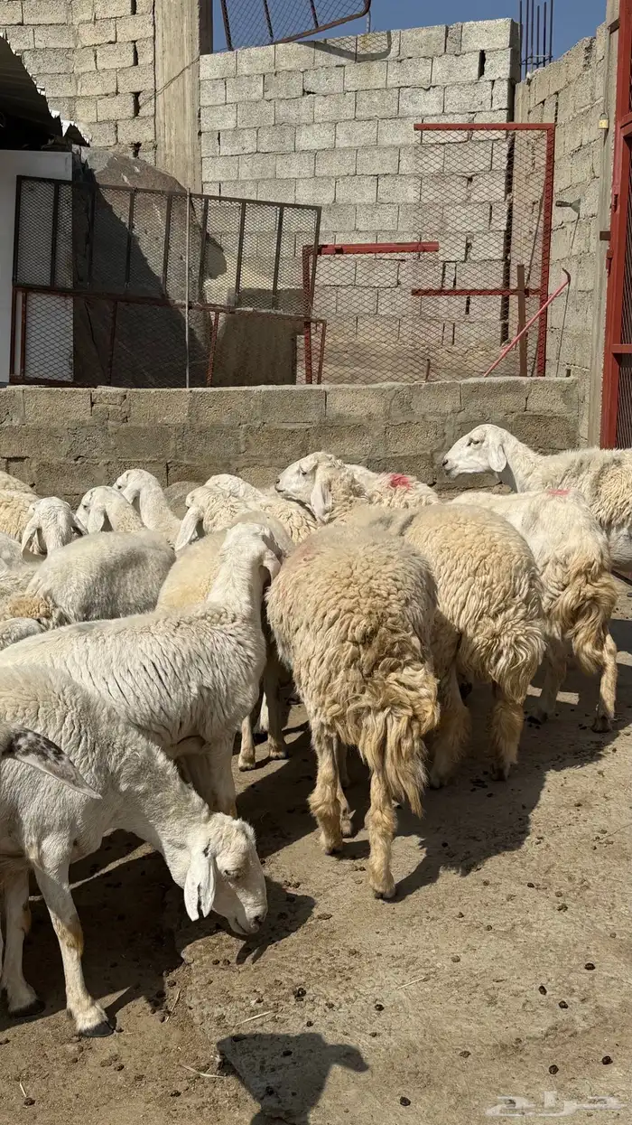 للبيع غنم حريات مراح واحد 8